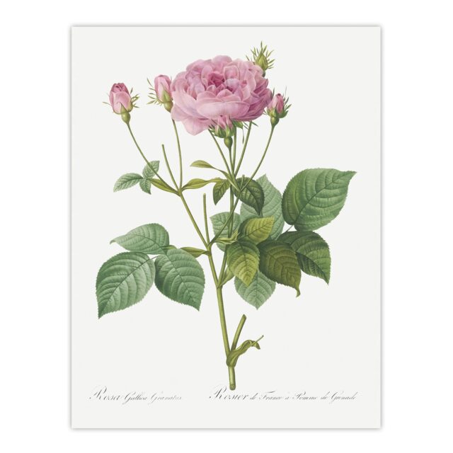 Gallic Rose Flower Illustration Redoute Vintage Huge Wall Art Print 18X24 In