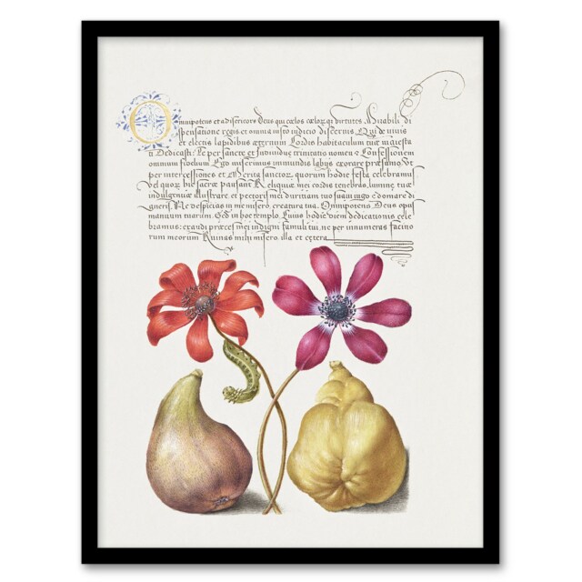 "Poppy Anemone Fig and Quince Calligraphy Framed Wall Art Print 12X16"""