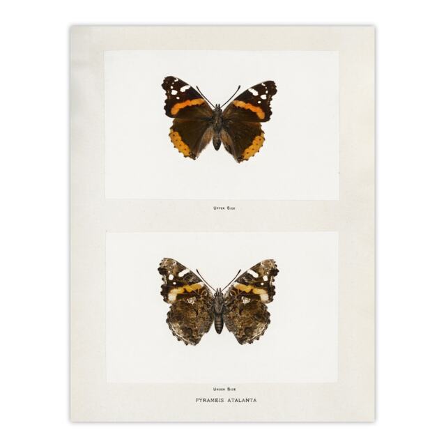 "Red Admiral Butterfly Vintage Illustration Denton Wall Art Poster Print 12X16"""