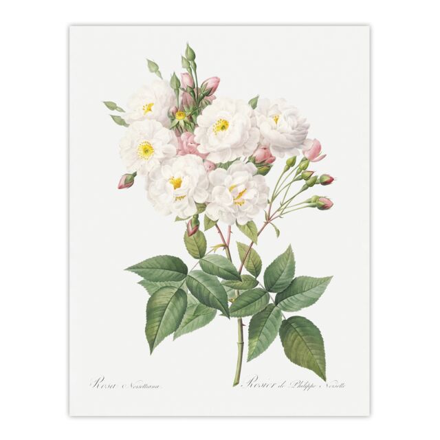 Noisette Rose Floral Redoute Vintage Huge Wall Art Print 18X24 In
