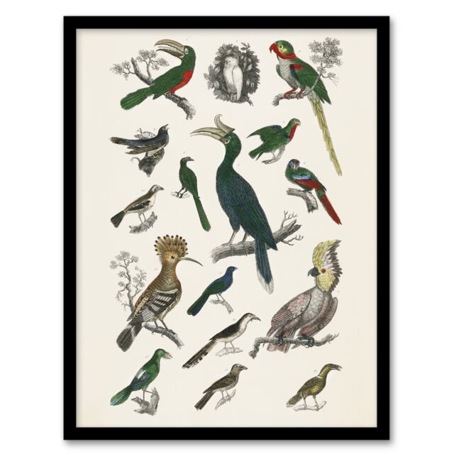 "Various Birds Illustration Goldsmith Vintage Framed Wall Art Print 12X16"""