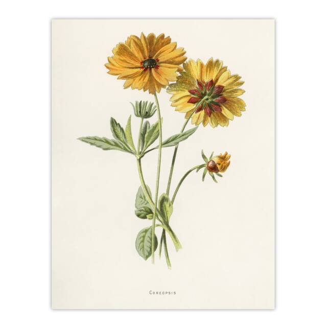 "Coreopsis Tickseed Flower Hulme Vintage Huge Wall Art Poster Print 24X32"""