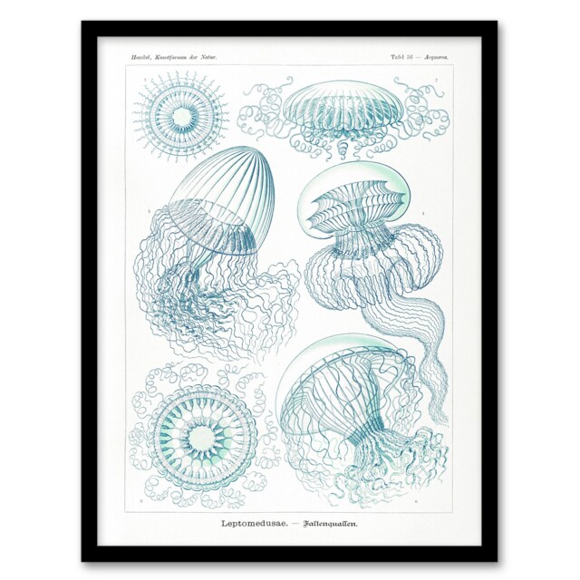 "Aequoreidae Jellyfish Marine Life Species Haeckel Framed Wall Art Print 12X16"""