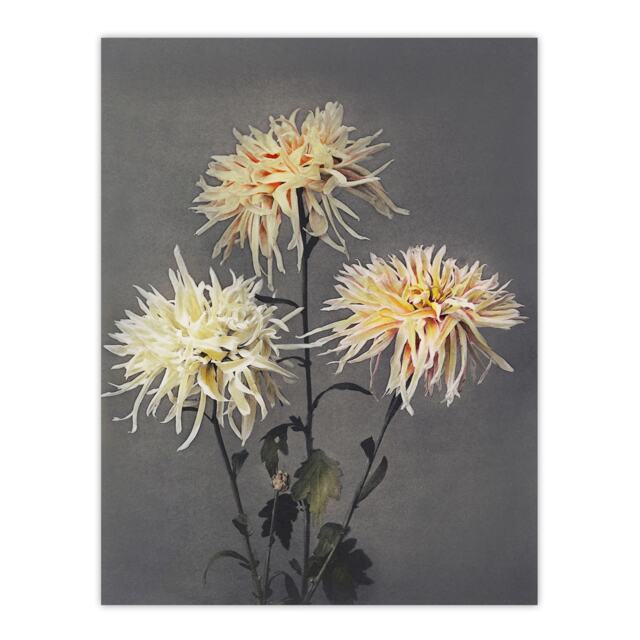 "Chrysanthemums Vintage Floral Retro Japan Wall Art Print Kazumasa 18x24"""
