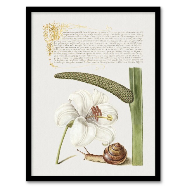 "White Lily Snail and Sweet Flag Calligraphy Framed Wall Art Print 12X16"""