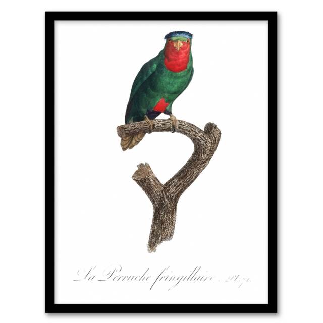 "The blue Crowned Lorikeet Parrot Levaillant Framed Wall Art Print 12X16"""