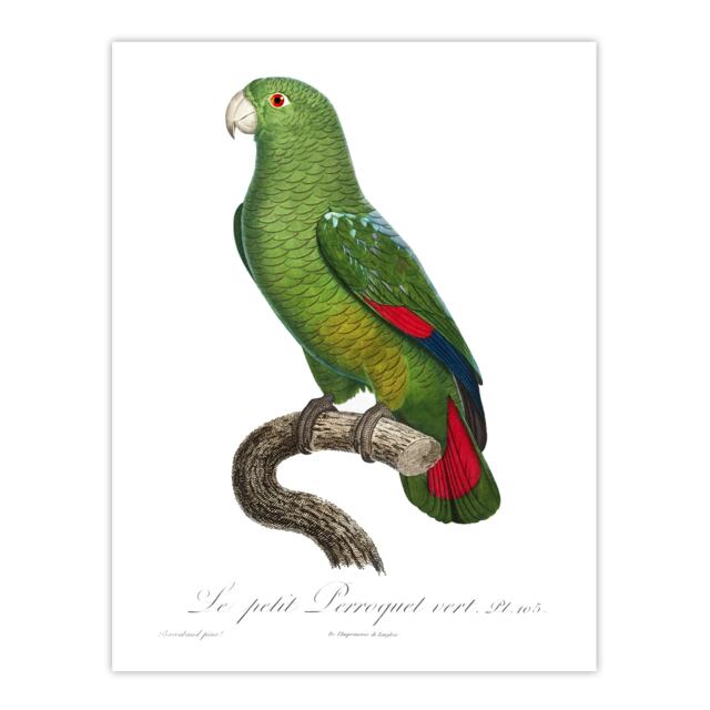 The Black Billed Amazon Parrot Levaillant Huge Wall Art Print 18X24 In