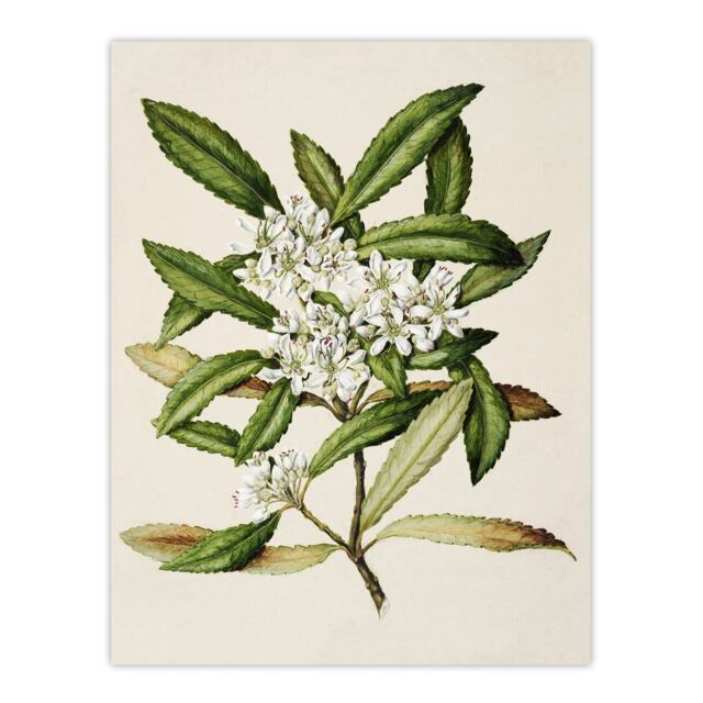 "New Zealand Tawari Plant Flowers Featon Huge Wall Art Poster Print 24X32"""