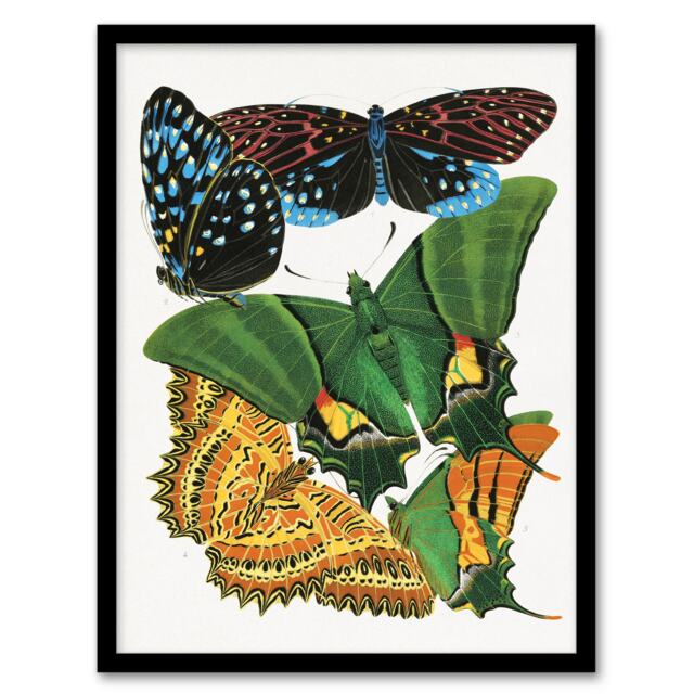 "Vintage Vibrant Butterflies Papillon Framed Wall Art Print Eugene Seguy 12x16"""