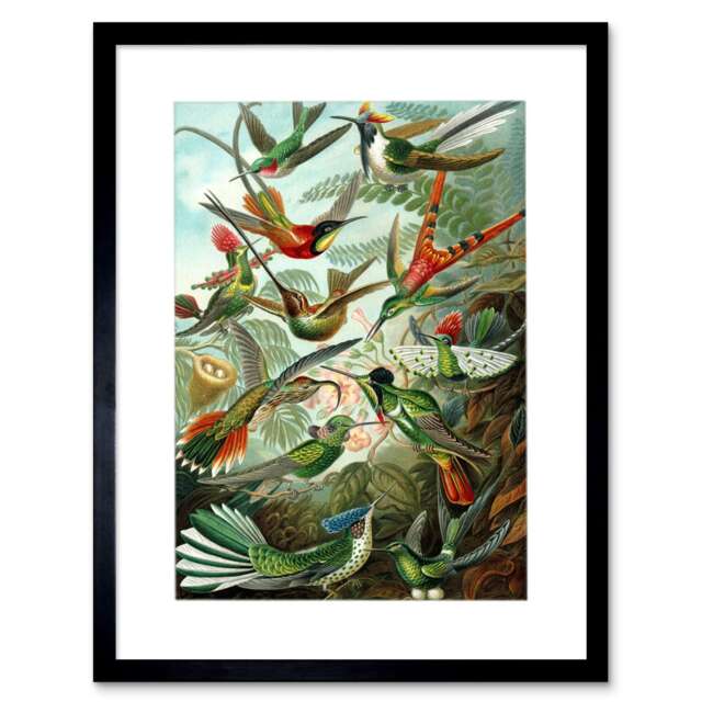 "Nature Hummingbird Ernst Haeckel Germany 12x16"" Framed Wall Art Print"