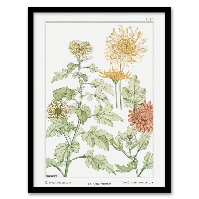 "Chrysanthemum Flower Vintage Floral Framed Wall Art Print Verneuil 12x16"""