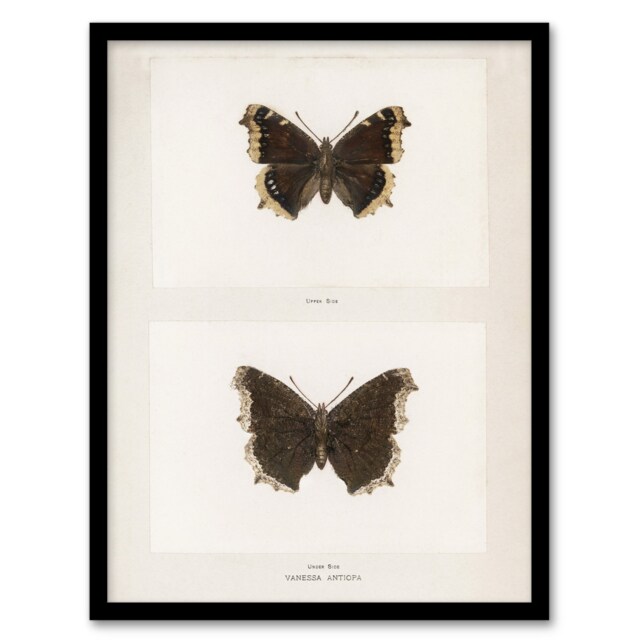 "Mourning Cloak Butterfly Sherman Denton Framed Wall Art Print 12X16"""