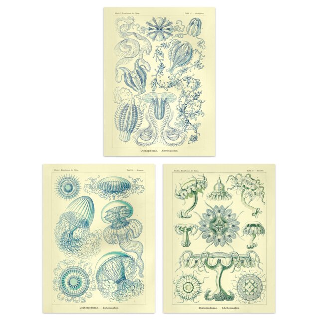 Set of 3 Jellyfish Haeckel Vintage Marine Life Study Home Decor Wall Art Print A4