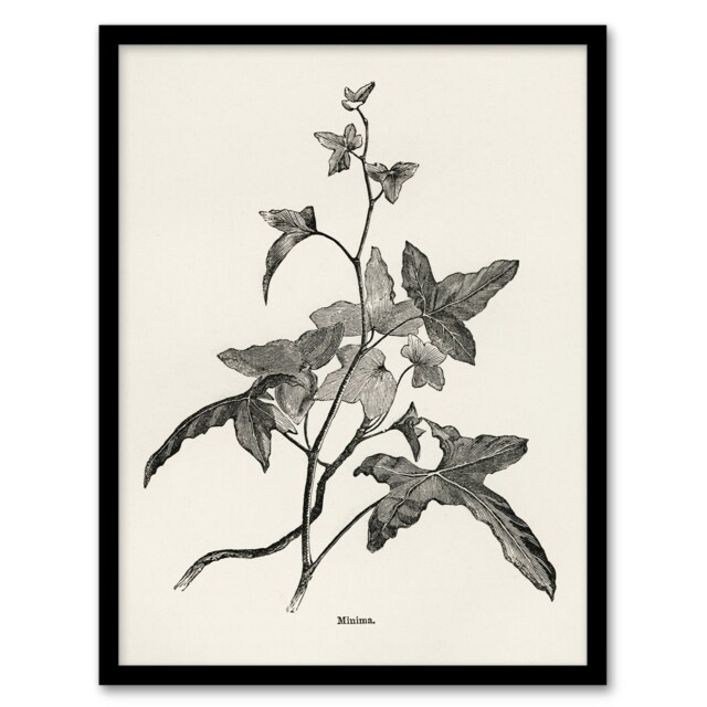 "Vintage Botanical Minima Ivy Shirley Hibberd Framed Wall Art Print 12X16"""