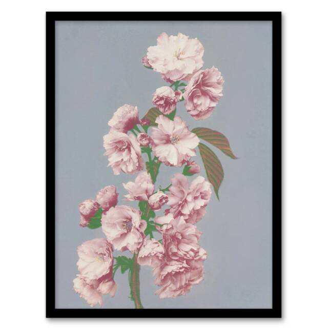"Cherry Blossom Flower Bloom Vintage Japan Framed Wall Art Print 12x16"""