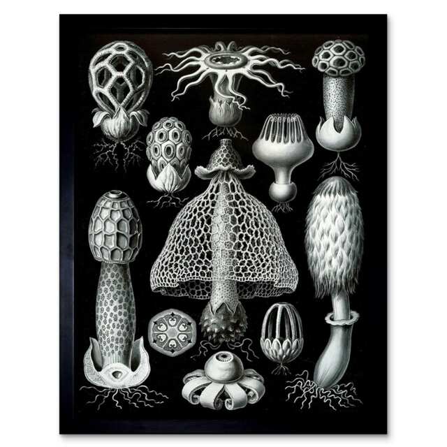 Nature Ernst Haeckel Gus Mushroom Toadstool Biology Germany Framed Wall Art Print