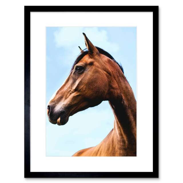 "Foal Brown Horse Head Animal Lover Photograph 9x7"" Black Framed Wall Art Print"