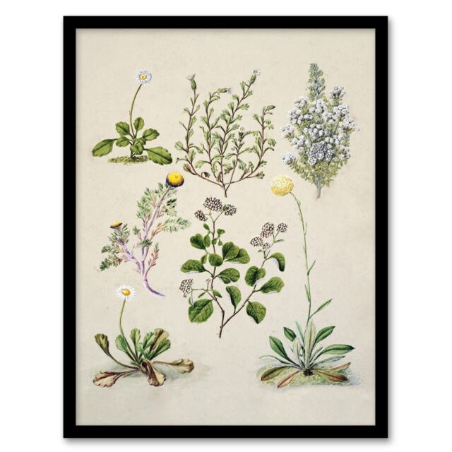 "Native New Zealand Wildflowers Artwork Featon Framed Wall Art Print 12X16"""