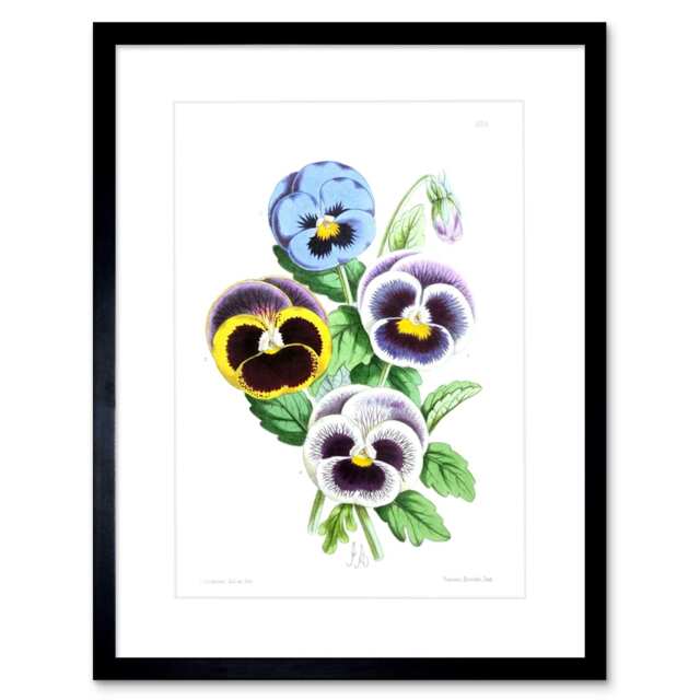 "Vintage Botanical Flower Pansies Bright 9x7"" Black Framed Wall Art Print"