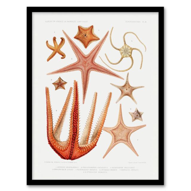 Vintage Marine Life Starfish Species Biodiversity Framed Wall Art Print A4