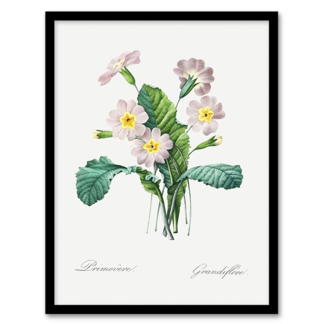"Primrose Floral Illustration Redoute Vintage Framed Wall Art Print 12X16"""