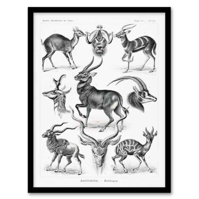 Ernst Haeckel Framed Wall Art Print Art Forms of Nature Antilope Home Décor