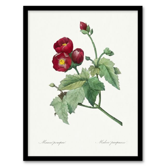 "Callirhoe Poppy Mallow Flower Redoute Vintage Framed Wall Art Print 12X16"""