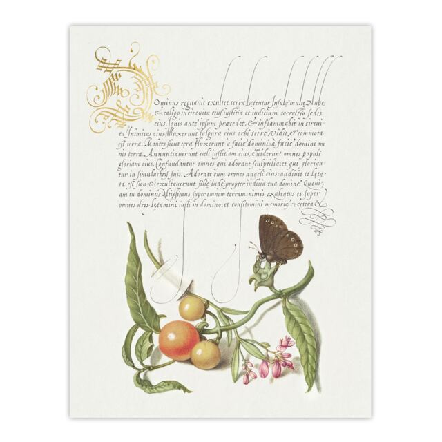 Butterfly Cherries and Milkwort Calligraphy Huge Wall Art Print 18X24 In