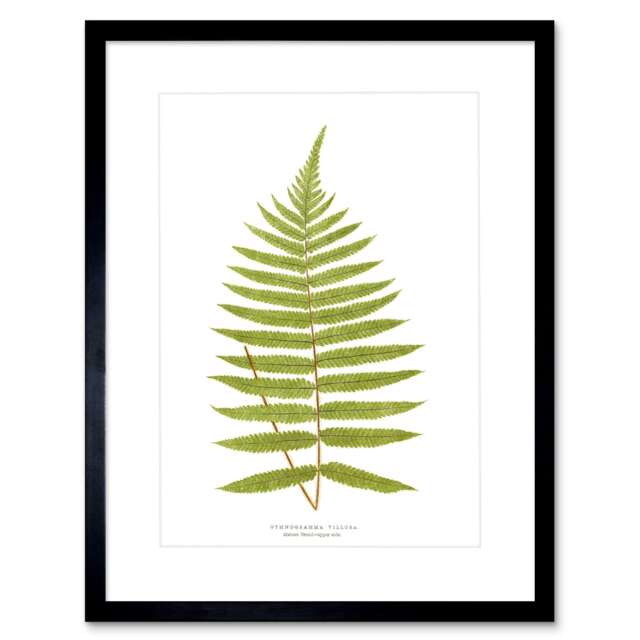 "Fern Leaf Botanical Gymnogramma Villosa Vintage 9x7"" Black Framed Wall Art Print"