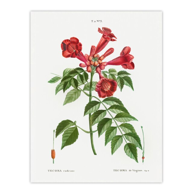 "Trumpet Vine Flowers Redoute Vintage Huge Wall Art Poster Print 24X32"""