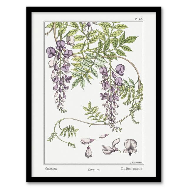 "Wisteria Flower Vintage Floral Framed Wall Art Print Verneuil 12x16"""