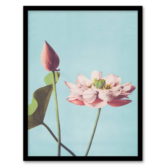 Ogawa Kazumasa Framed Wall Art Print Pink Lotus Flower Blooms Home Décor