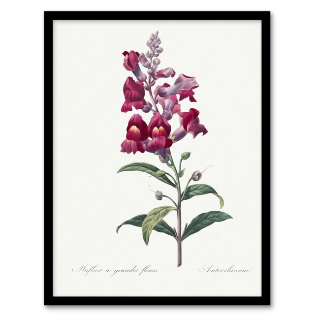 "Antirrhinum Dragon Flowers Redoute Vintage Framed Wall Art Print 12X16"""