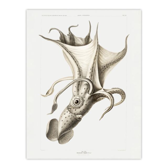 "cockeyed squid illustration Carl Chun Huge Wall Art Poster Print 24X32"""