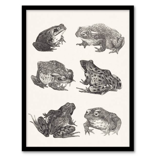 "Six Frogs and Toads Pencil Drawing Vintage Framed Wall Art Print Hoytema 12x16"""