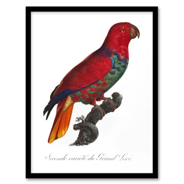 "The Eclectus Parrot Francois Levaillant Framed Wall Art Print 12X16"""