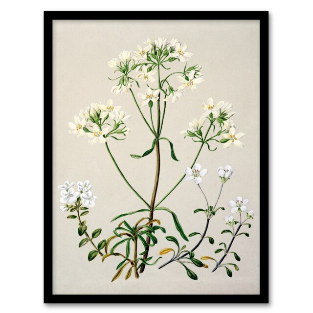 Sarah Featon Framed Wall Art Print New Zealand White Gentiana Flowers Home Décor