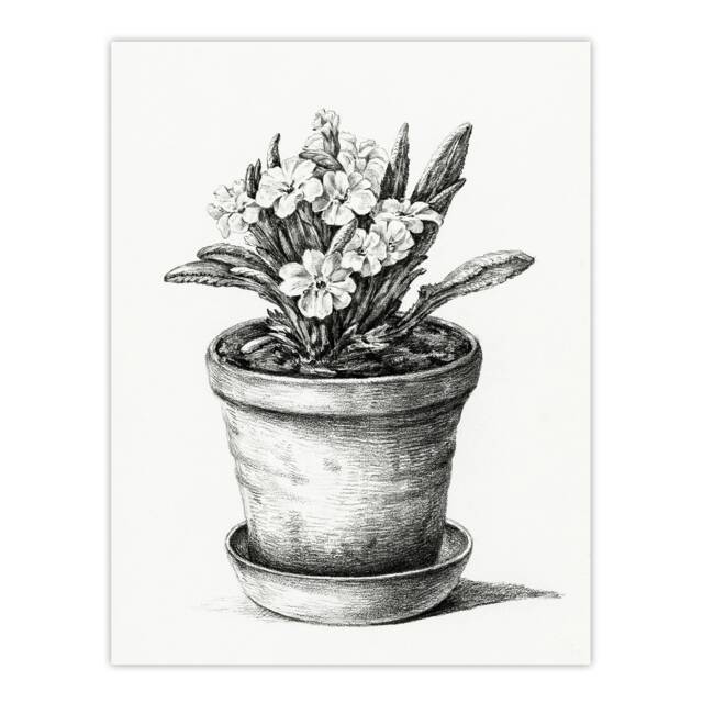 Potted Flowering Plant Pencil Drawing Bernard Huge Wall Art Print 18X24 In