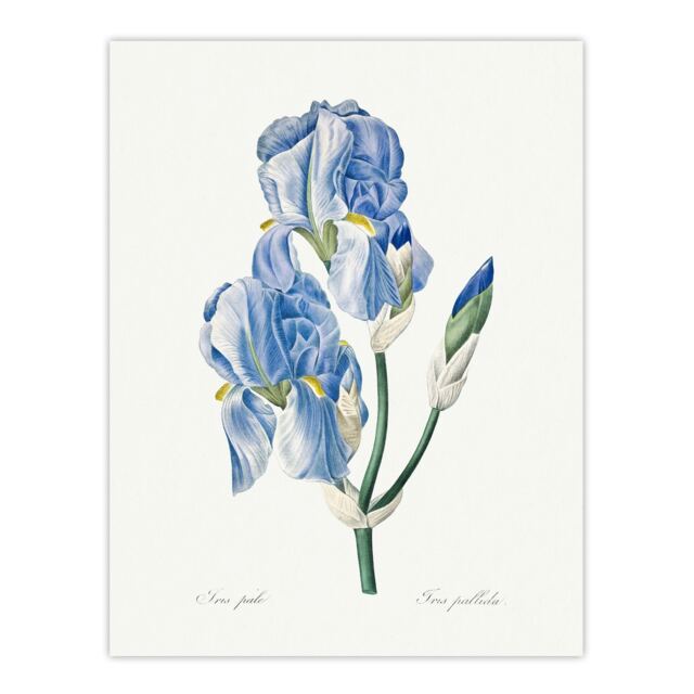 "Iris Pallida Botanical Redoute Vintage Wall Art Poster Print 12X16"""