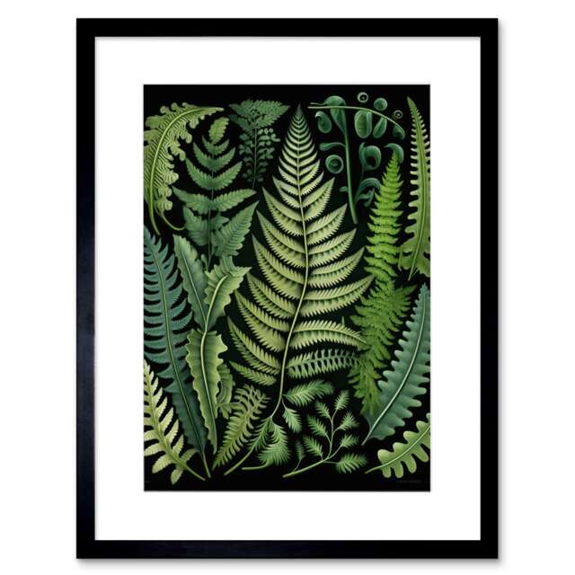 "Ernst Haeckel Style Fern Fronds Leaf 9x7"" Black Framed Wall Art Print"