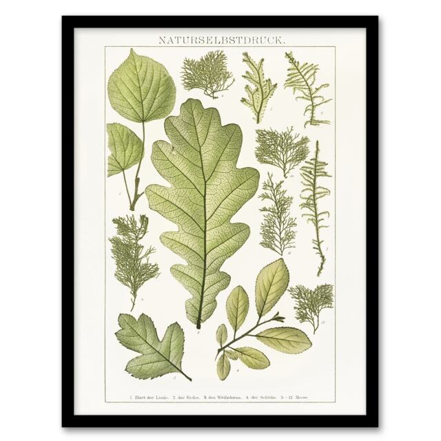 "Plant Lover Leaves Brockhaus Lexikon Vintage Framed Wall Art Print 12X16"""