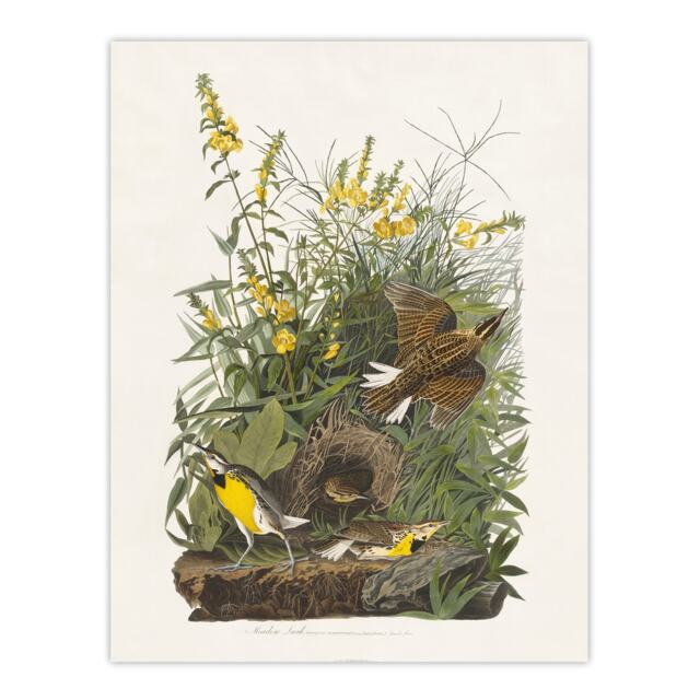 "Meadowlark Bird False Foxglove Audubon Wall Art Poster Print 12X16"""
