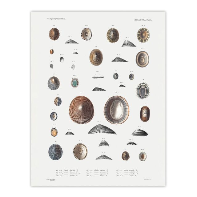 Mollusca Shells Marine Life Augustus Gould Huge Wall Art Print 18X24 In