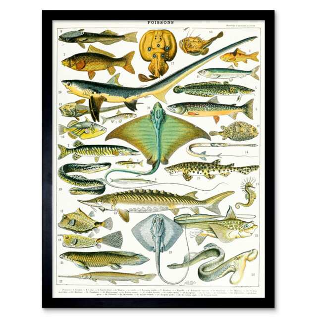 "Millot Encyclopedia Page Sea Fish Variety 12x16"" Framed Wall Art Print"