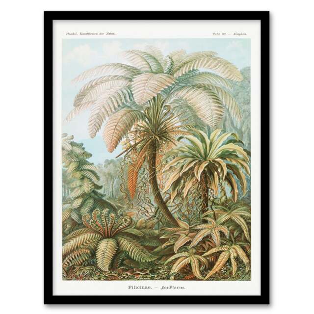 Ernst Haeckel Framed Wall Art Tropical Nature Filicinae Fern Plants Home Décor