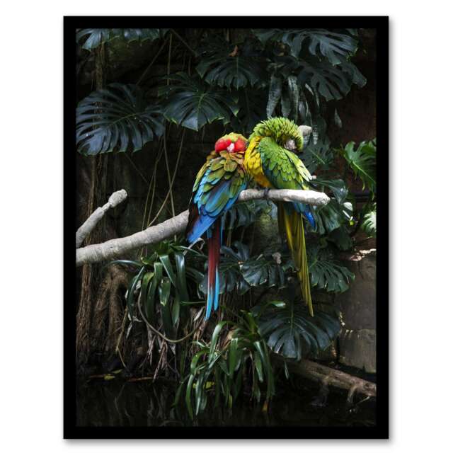 Carol M Highsmith Colourful Sleeping Parrots Photo Framed Wall Art Print A4