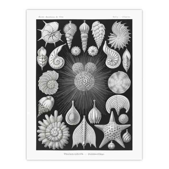 Forams Vintage Illustration Haeckel Botanical Huge Wall Art Print 18X24 In