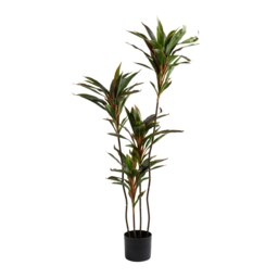 120Cm Real Touch Dracaena in Black Plastic Pot Red One Size