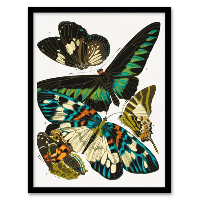 "Butterflies Green Blue Vintage Framed Wall Art Print Eugene Seguy 12x16"""