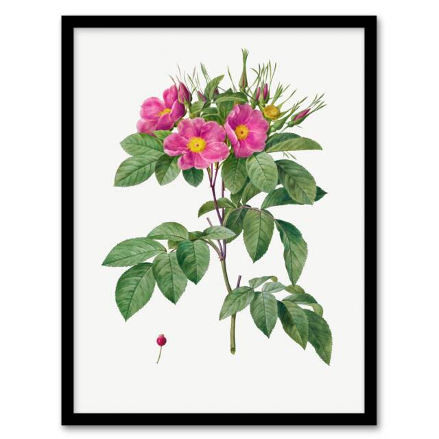 Pierre J Redoute Framed Wall Art Vintage Carolina Rose Illustration Home Décor